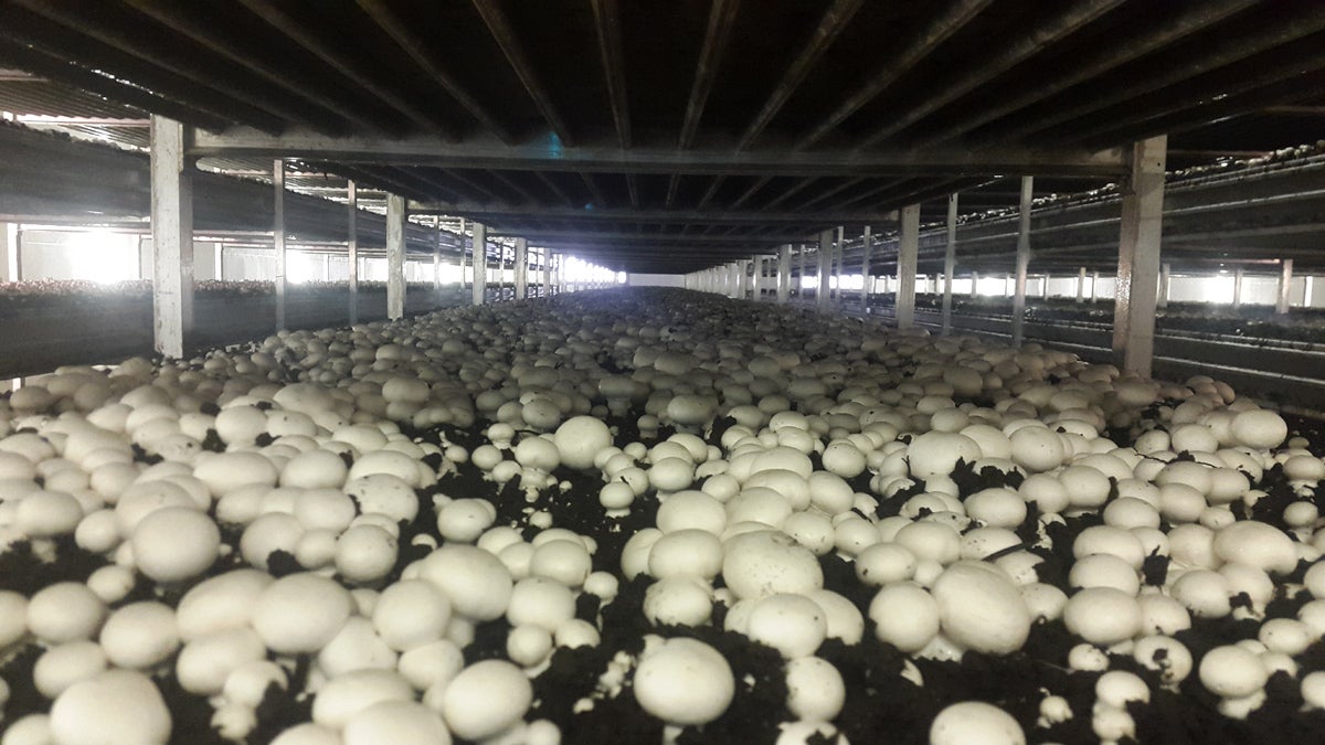  A bed of mushrooms at Pietro Industries in southern Chester County. (Laura Benshoff/WHYY) 