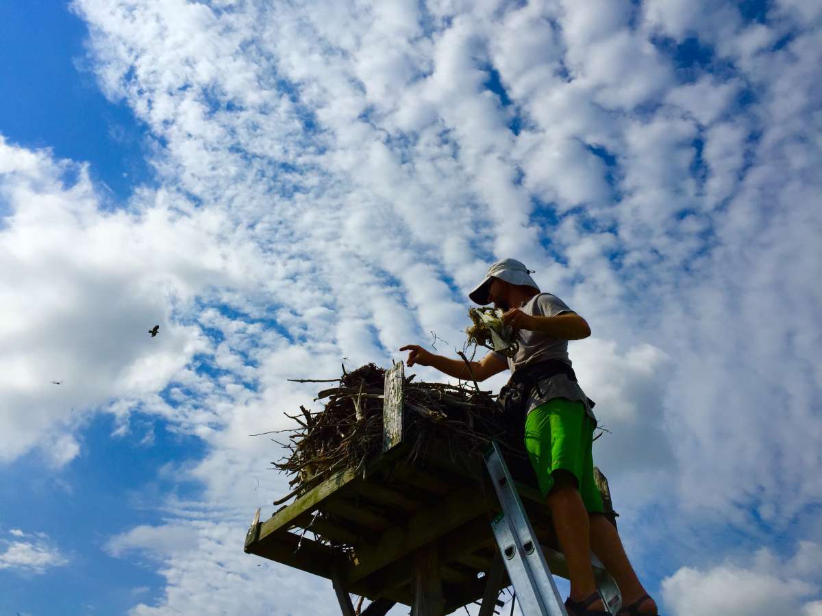 Ben Wurst removing trash from an osprey nest. (Justin Auciello for WHYY)