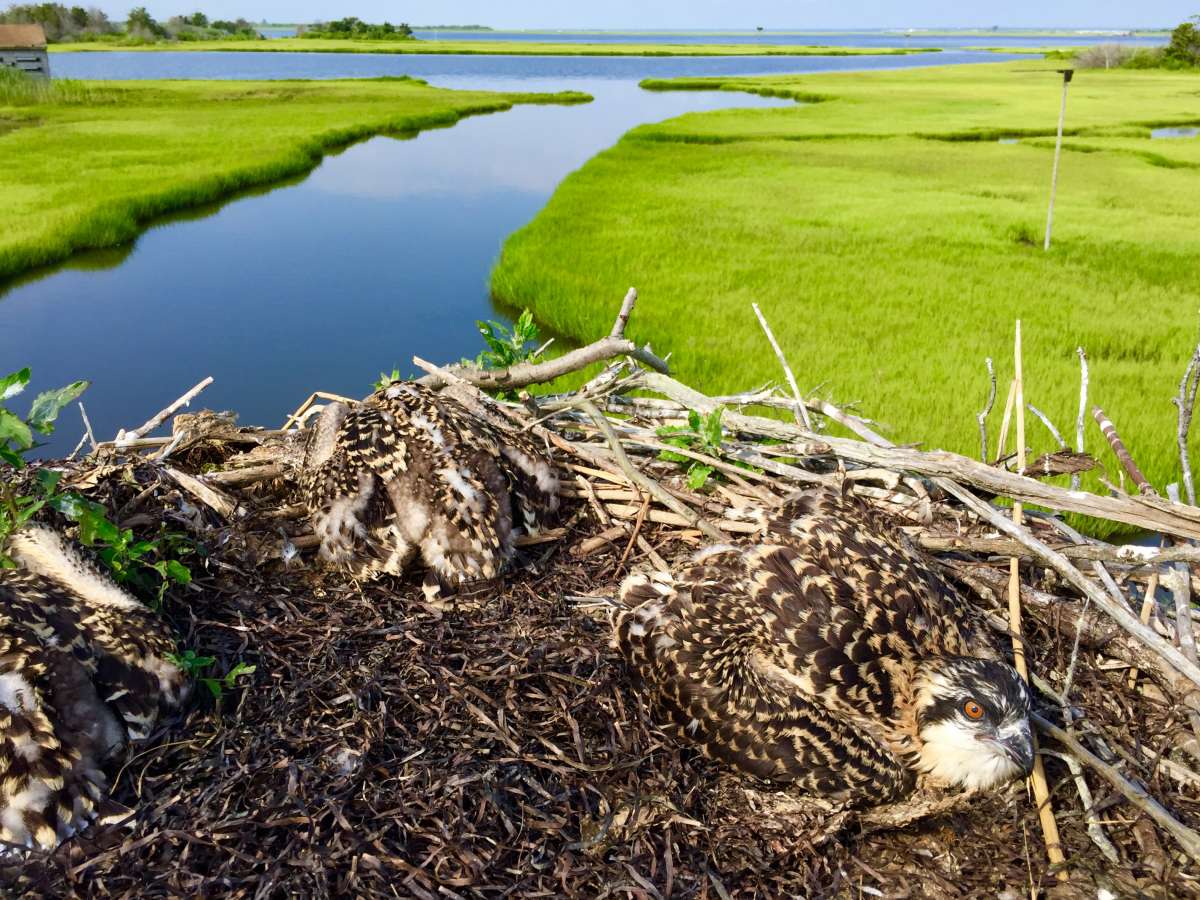 Osprey chicks huddling in the nest. (Justin Auciello for WHYY)