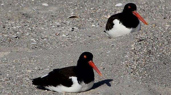  The American oystercatcher is listed as an endangered species in Delaware (Emma Lee, for NewsWorks, file 