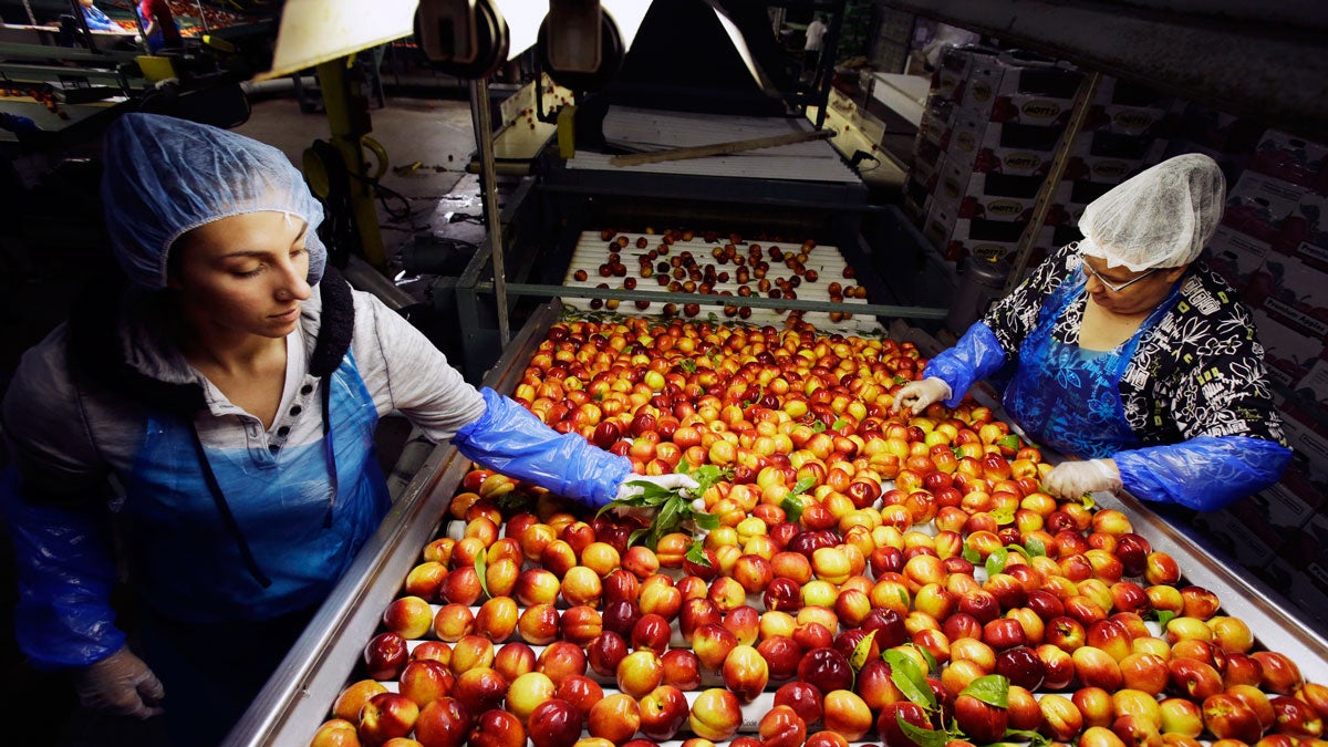 Workers remove leaves as nectarines get sorted for packaging