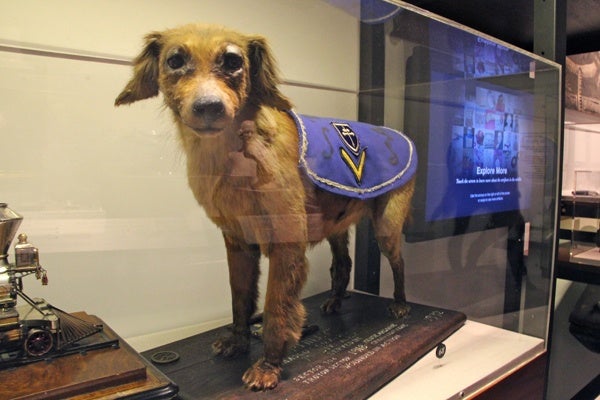 Displayed at the Philadelphia History Museum, this pup earned two Purple Hearts during World War I as the mascot of the 315th Infantry (“Philadelphia’s Own”) in France (WHYY, file)