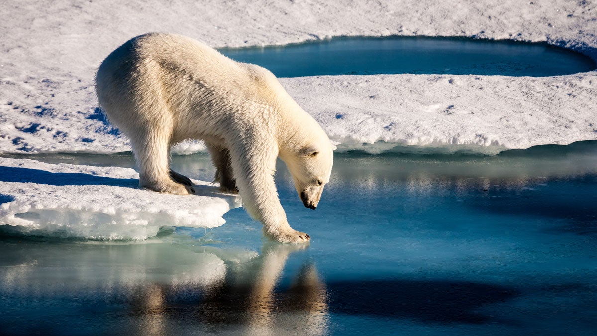  A polar bear is testing the strength of thin sea ice. Polar bears are prime examples of how the anthropogenic influence on Earth's climate system endangers other lifeforms. Credit: Mario Hoppmann (distributed via imaggeo.egu.eu) 