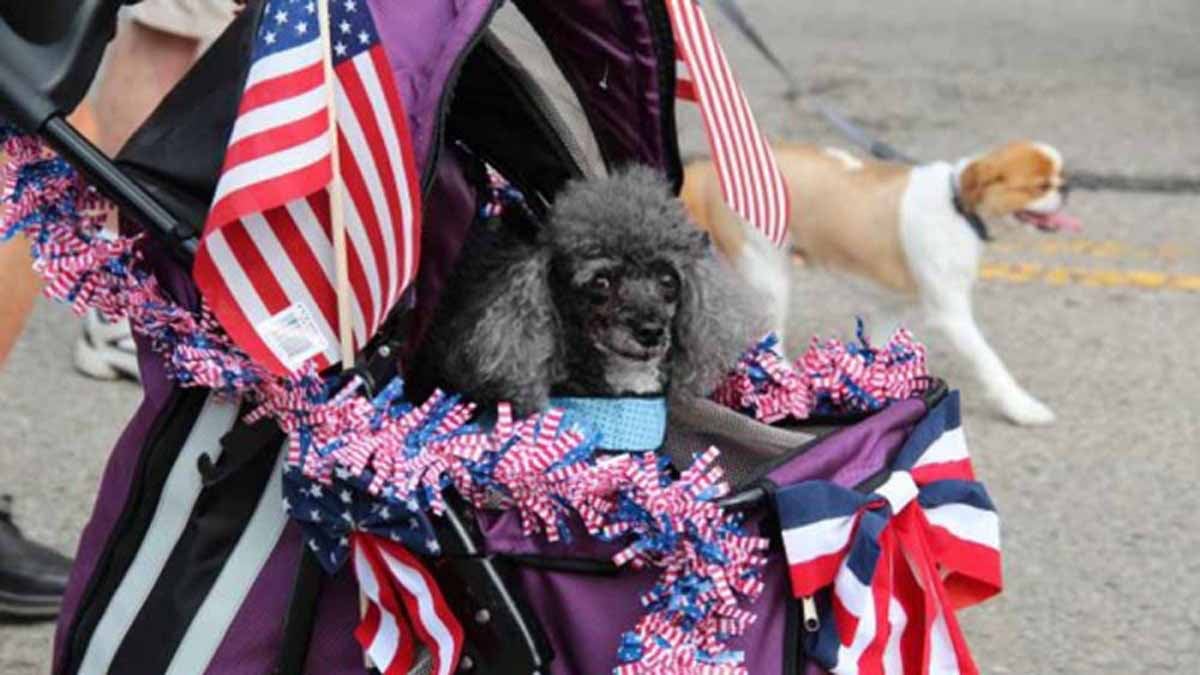  Roxborough residents joined this patriotic poodle in the 183rd Independence Day Parade in Roxborough on Thursday. (Michelle Zei/for NewsWorks)  
