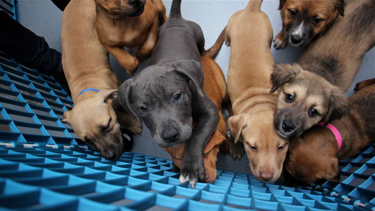 Fourteen puppies were adopted from Morris Animal Refuge during an event sponsored by Animal Planet with the help of some Philadelphia Eagles players.