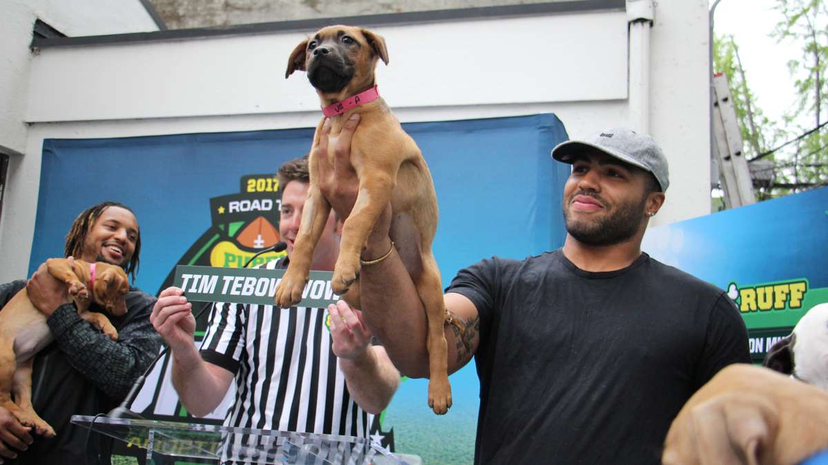 Mychal Kendricks presents his Puppy Bowl draft pick, Tim Tebowwow.