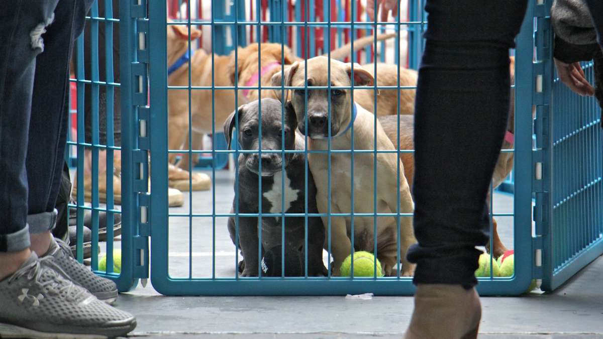 Puppies look longingly from their enclosure during an adoption event at Morris Animal Refuge. Fourteen puppies found permanent homes.