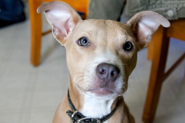 <p><p>Cairo, a 5-month-old Pit Bull mix now living in Chester Springs, Pa., will be featured in Puppy Bowl 2013. (Nathaniel Hamilton/for NewsWorks)</p></p>
