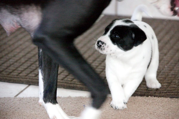 <p><p>Little Dallas plays with her mom, Dakota, at Greene Street Animal Rescue, a 14-acre farm in Spring City, Pa. Dakota was left outside to give birth and raise her four pups until they were rescued and brought to the shelter. (Nathaniel Hamilton/for NewsWorks)</p></p>
