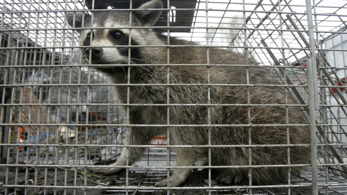  This file photo shows a captured raccoon in Vermont. Delaware health officials are warning residents to stay away from wild animals. (AP Photo/Toby Talbot) 