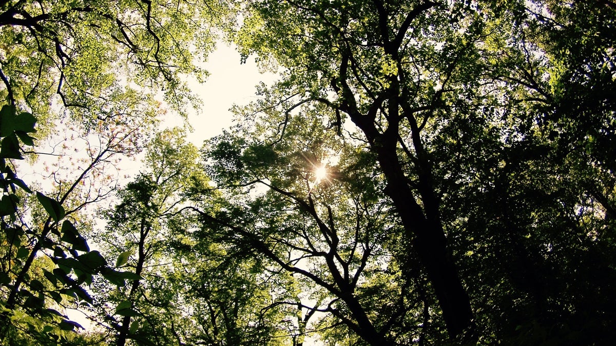  'I looked up at a canopy of leaves and saw not the leaves but the light filtering through them.' (Image courtesy of Rachel Swenarton) 