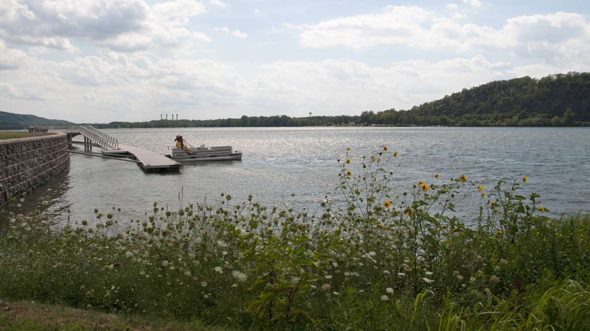 Native plants grow along the Susquehanna River in Sunbury. (Diana Robinson/WITF)