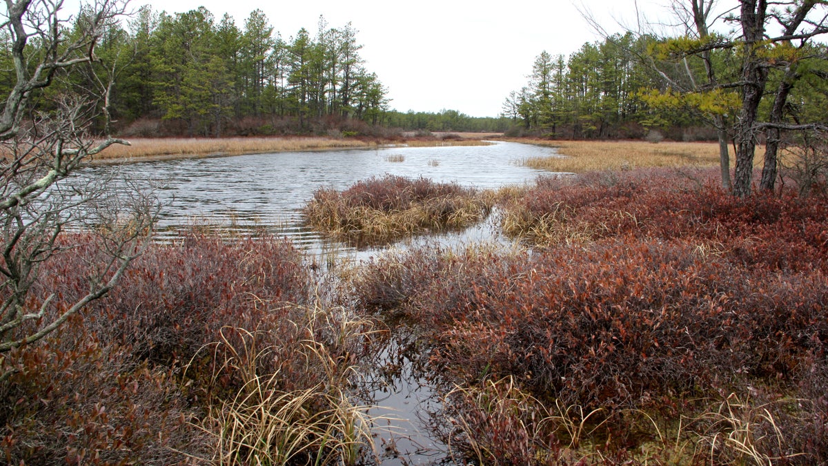 A wet meadow in Wharton State Forest, in New Jersey's Pinelands.  (Emma Lee/WHYY, file) 