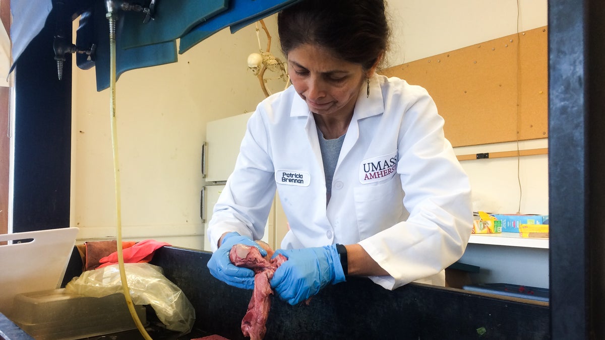  Biologist Patricia Brennan prepares a female dolphin’s reproductive tract for dissection. (Alan Yu/WHYY) 