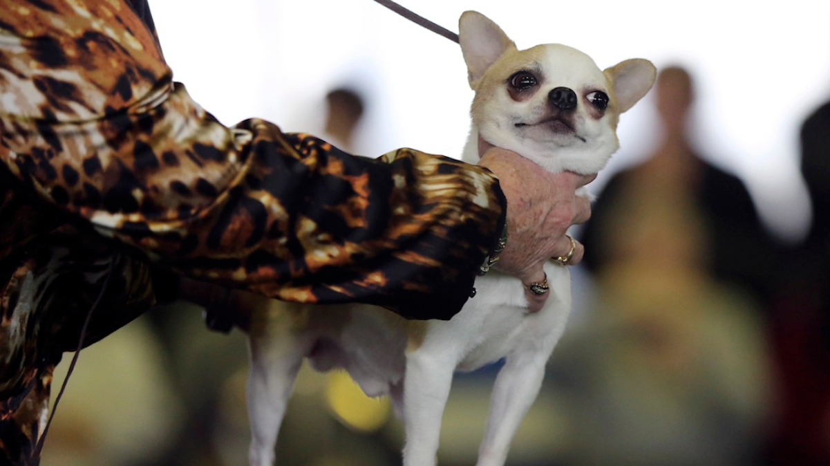  A Chihuahua, the same breed as this pooch at the 137th Westminster Kennel Club dog show, went missing under criminal report-worthy circumstances in Cedarbrook. (AP Photo/Mary Altaffer) 