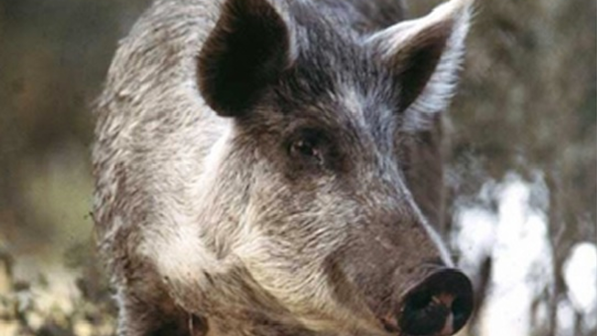  The Pennsylvania Game Commission had been trying to ban feral swine, which have been known to escape hunting preserves and cause damage to habitats and farmland. (NewsWorks file art) 