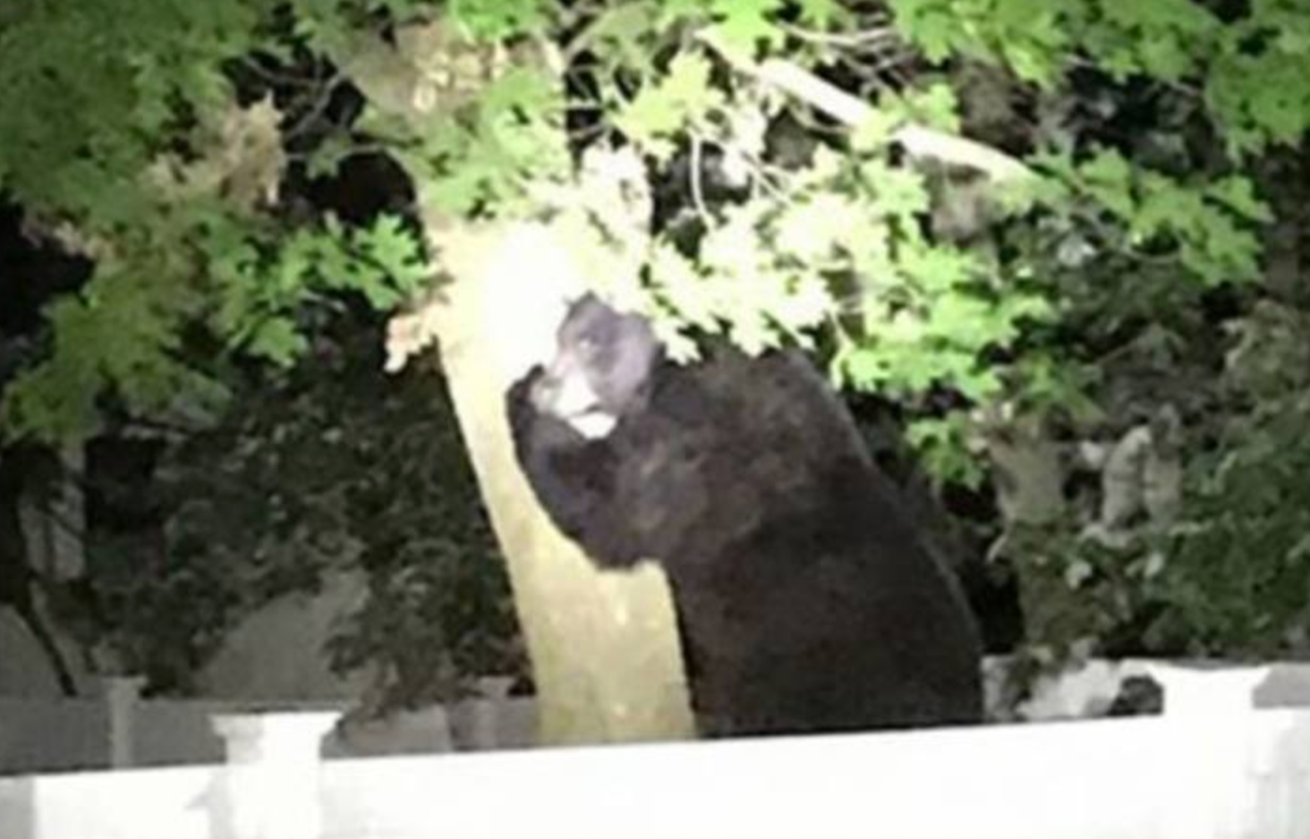  A black bear on a tree in a residential portion of Ocean County's Manchester Township on Sunday. (Image courtesy of the Manchester Township Police Department) 