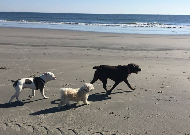  A canine crew hitting the beach on a recent sunny day in North Wildwood. (Photo: @dukeoftheshore as tagged #JSHN on Instagram) 
