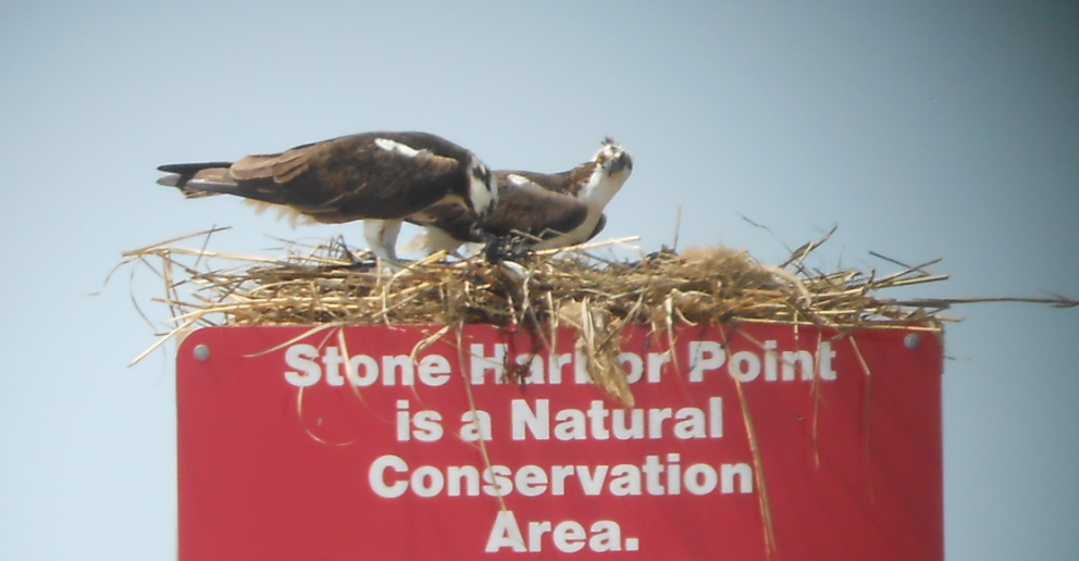  An osprey nest on a sign posted at the entrance to Stone Harbor Point. (Image: The Wetlands Institute)  