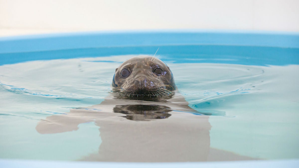  A harbor seal who accidentally traveled 12 miles into Central Delaware and stranded himself in mud has been rescued, and is now recovering at the National Aquarium in Baltimore. (photo courtesy National Aquarium) 