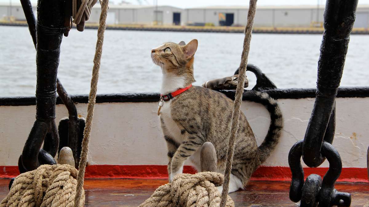 The ship's cat makes a brief appearance above decks. (Emma Lee/WHYY)