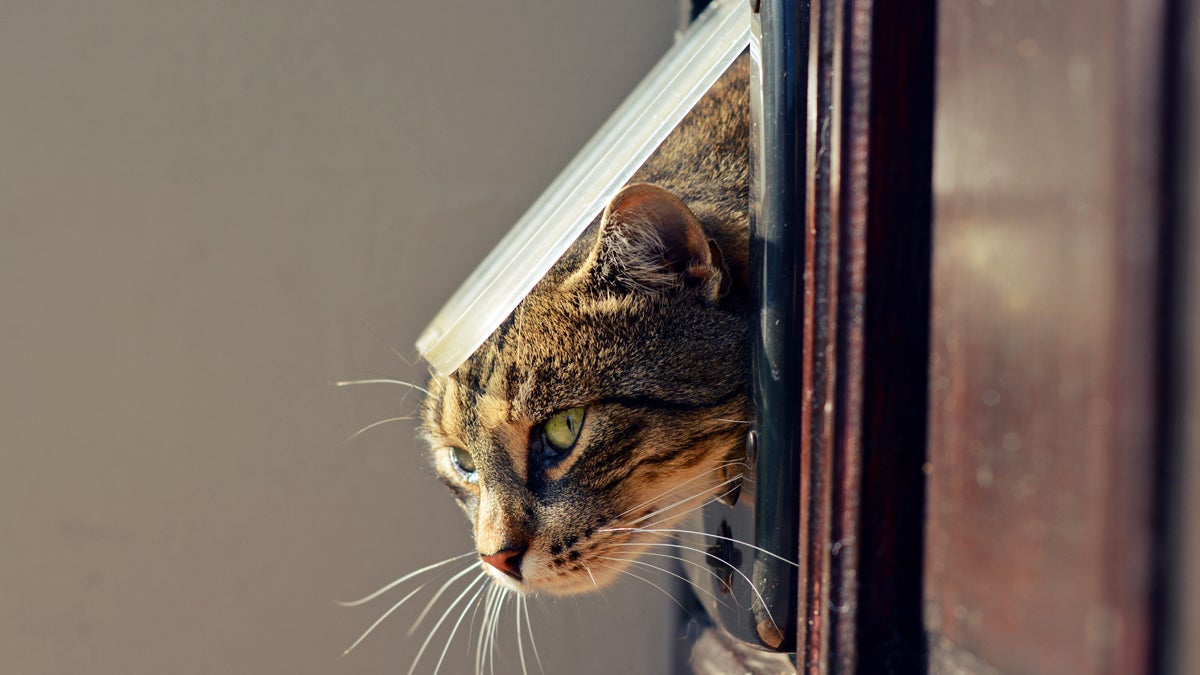  (<a href='http://www.shutterstock.com/pic-231008230/stock-photo-cat-crawls-out-of-the-house-through-a-hole.html?src=pp-photo-231008236-3&ws=1'>Car exiting through door</a> image courtesy of Shutterstock.com) 