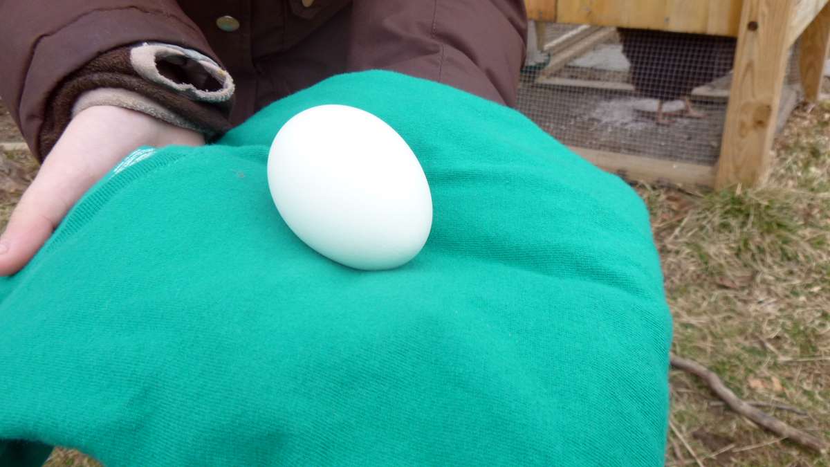 It can be difficult to see in contrast to the sweater it is resting on, but Snuggles' egg is a delicate shade of blue-green, characteristic of the Ameraucana breed. (Jennifer Lynn/WHYY) 