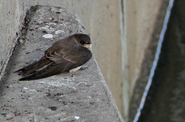 <p>A rough winged swallow rests on a ledge above a pool of treated sewer water in Northeast Philadelphia. (Emma Lee/for NewsWorks)</p>
