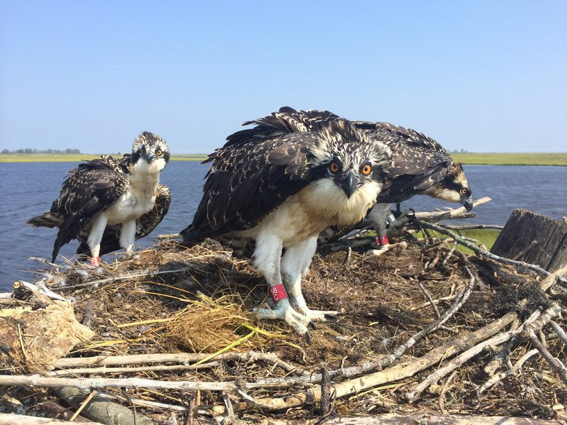 Three young osprey wearing red bands in a New Jersey nest. (Photo courtesy of Ben Wurst/Conserve Wildlife Foundation of New Jersey) 
