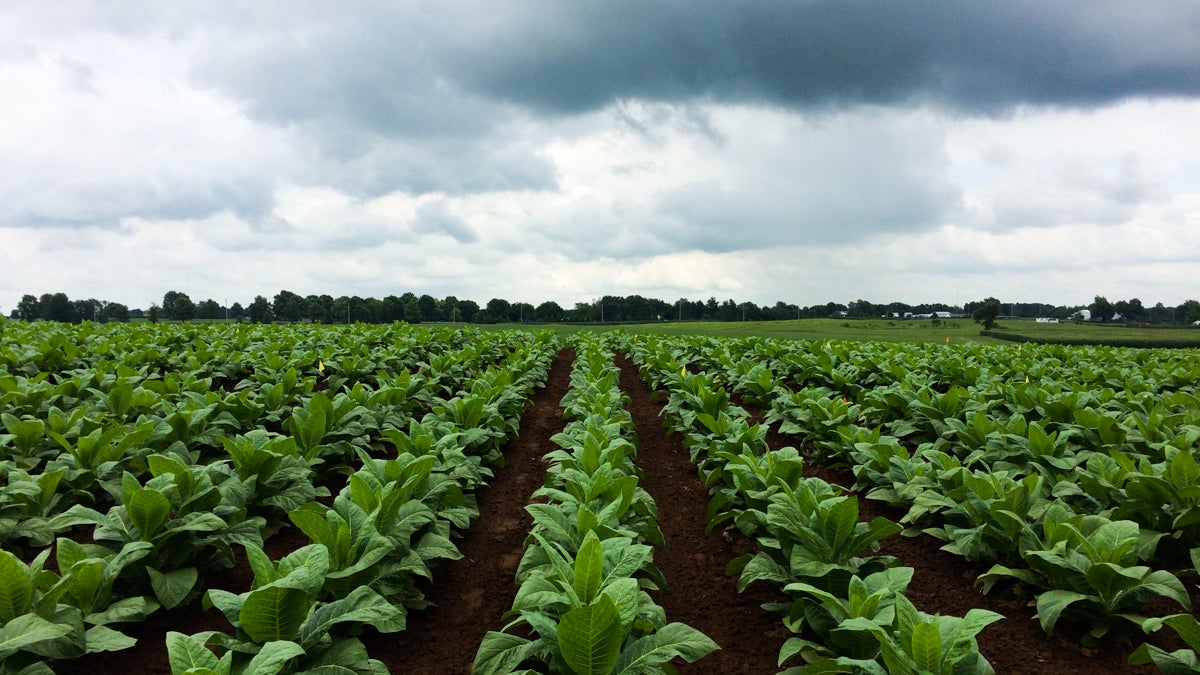  Tobacco plots at the University of Kentucky. Researchers are growing Burley plants, the most common tobacco variety in the United States. (Morgane Fouse of Prismatic Radio LLC./for WHYY)  