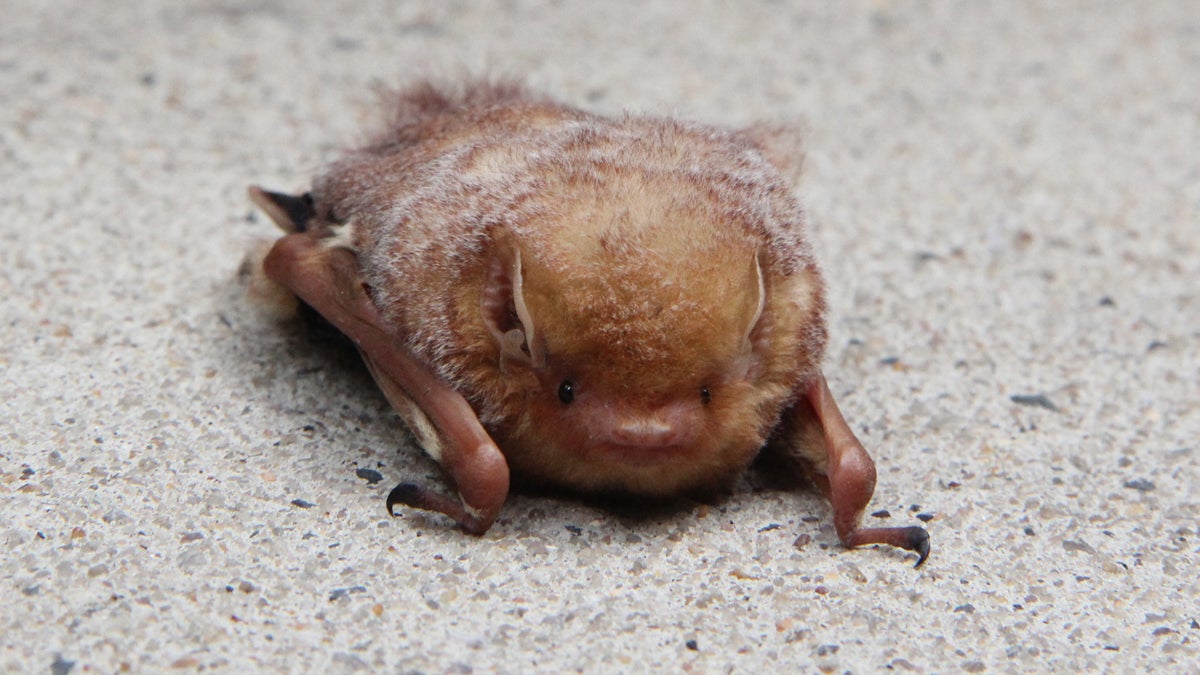 A bat seen in Philadelphia. (Emma Lee/WHYY) 