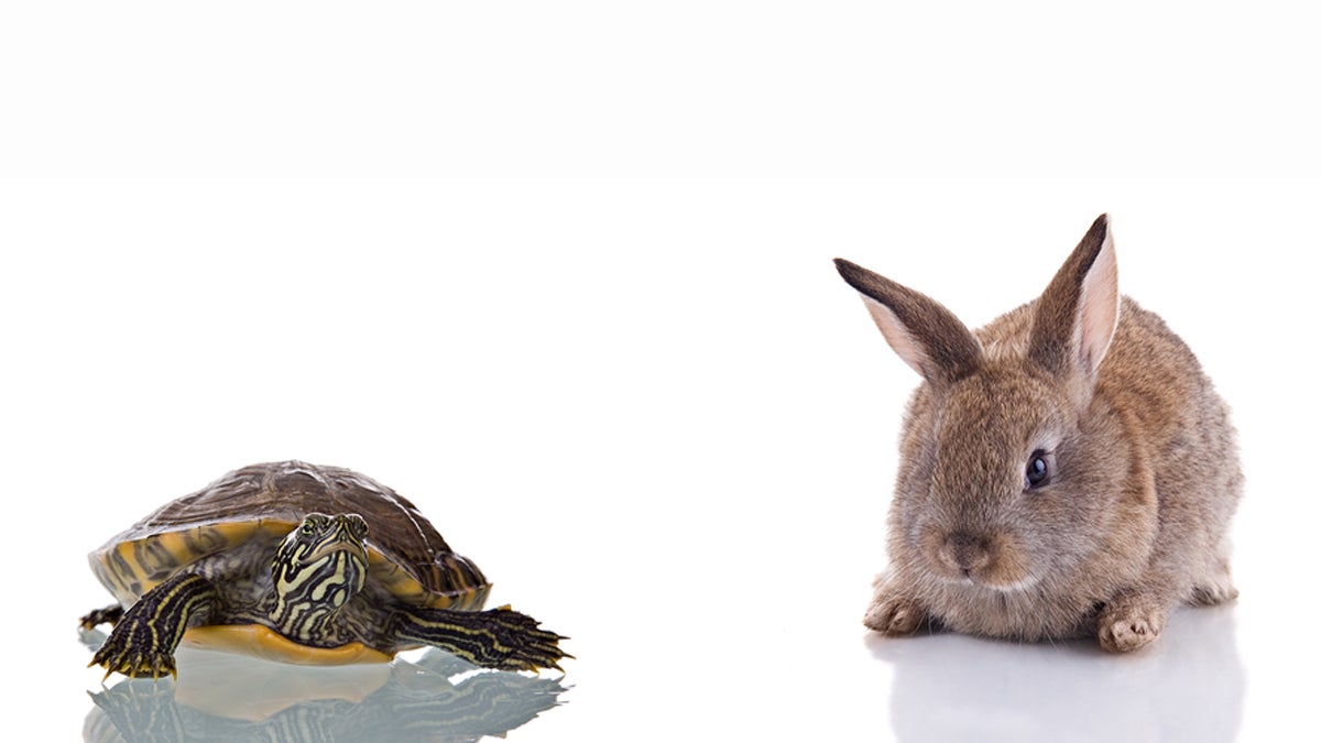  (<a href='https://www.bigstockphoto.com/image-3524484/stock-photo-bunny-and-turtle'>ajn</a>/Big Stock Photo) 