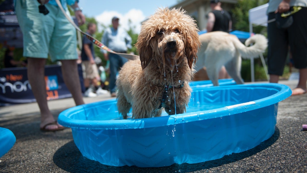 Ripley, a mini golden doodle, enjoys one of the doggie pools at the Dog Days of Summer Festival Sunday afternoon in Chestnut Hill at the intersection of Germantown and East Highland Avenues.