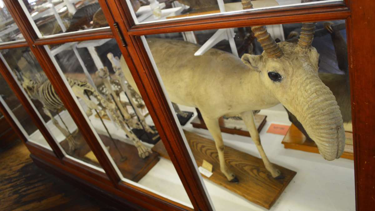 The Wagner Institute's 19th century exhibit hall houses a collection of natural history specimens, including mounted birds and mammals, fossils, rocks, minerals, insects, shells, dinosaur bones and more. (Paige Pfleger/WHYY)
