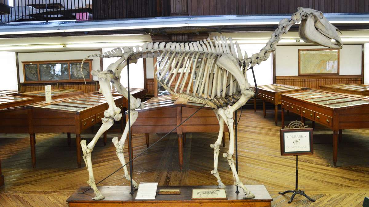 A horse skeleton stands amongst display cases at the Wagner Free Institute of Science. (Paige Pfleger/WHYY)