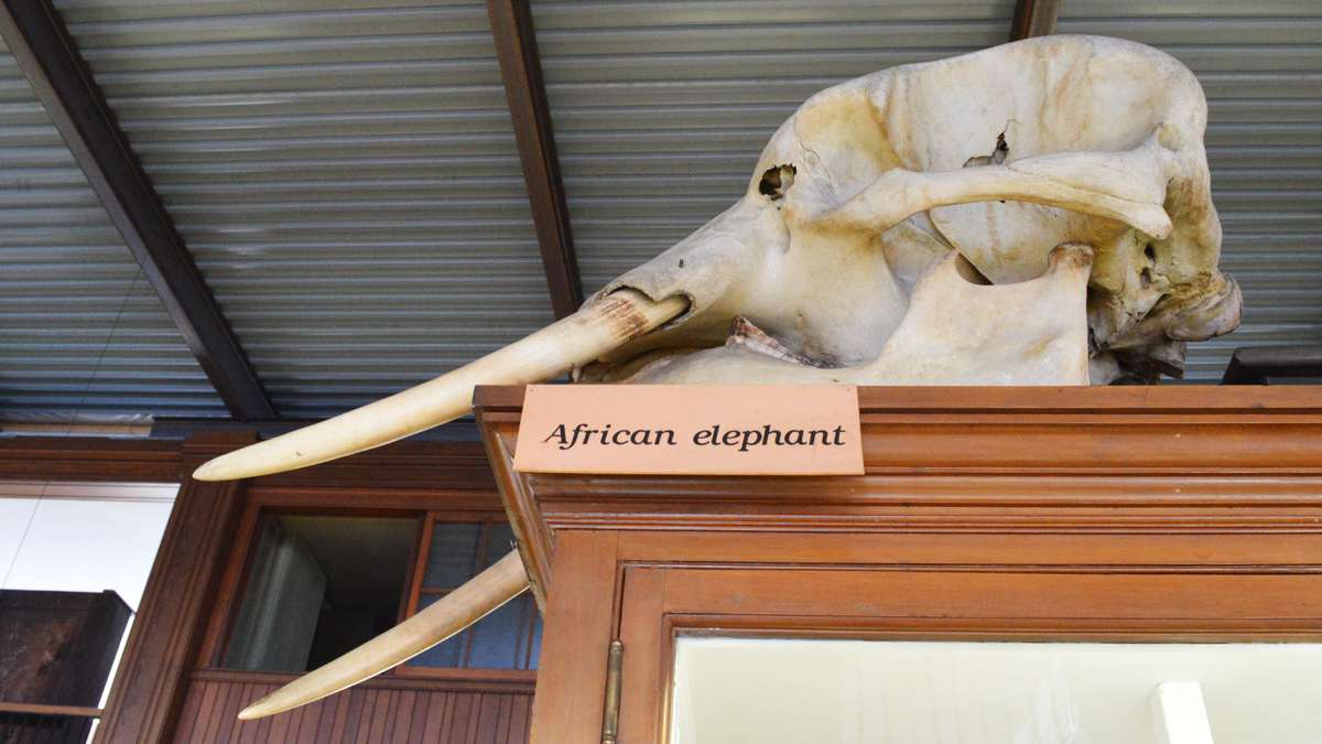 A huge African elephant skull rests on top of a display case at the Wagner Free Institute of Science. (Paige Pfleger/WHYY)