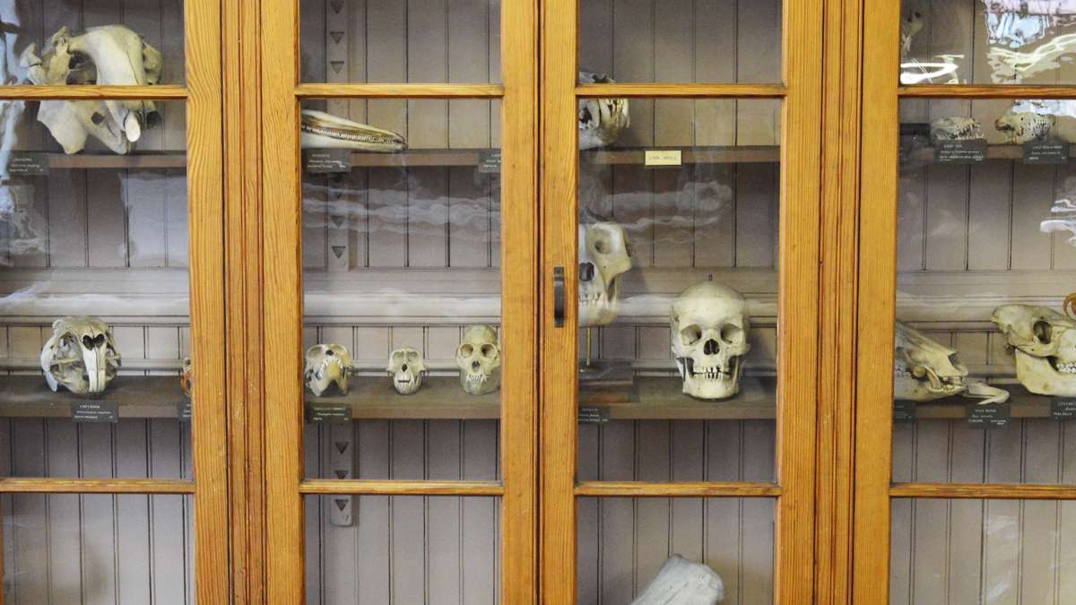 A specimen case, full of various skulls, at the Wagner Free Institute of Science. (Paige Pfleger/WHYY)