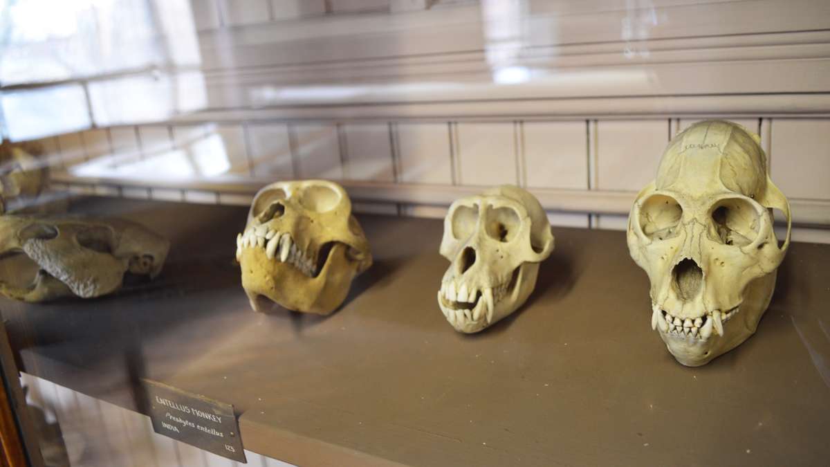 Skulls in a display case at the Wagner Free Institute of Science. (Paige Pfleger/WHYY)