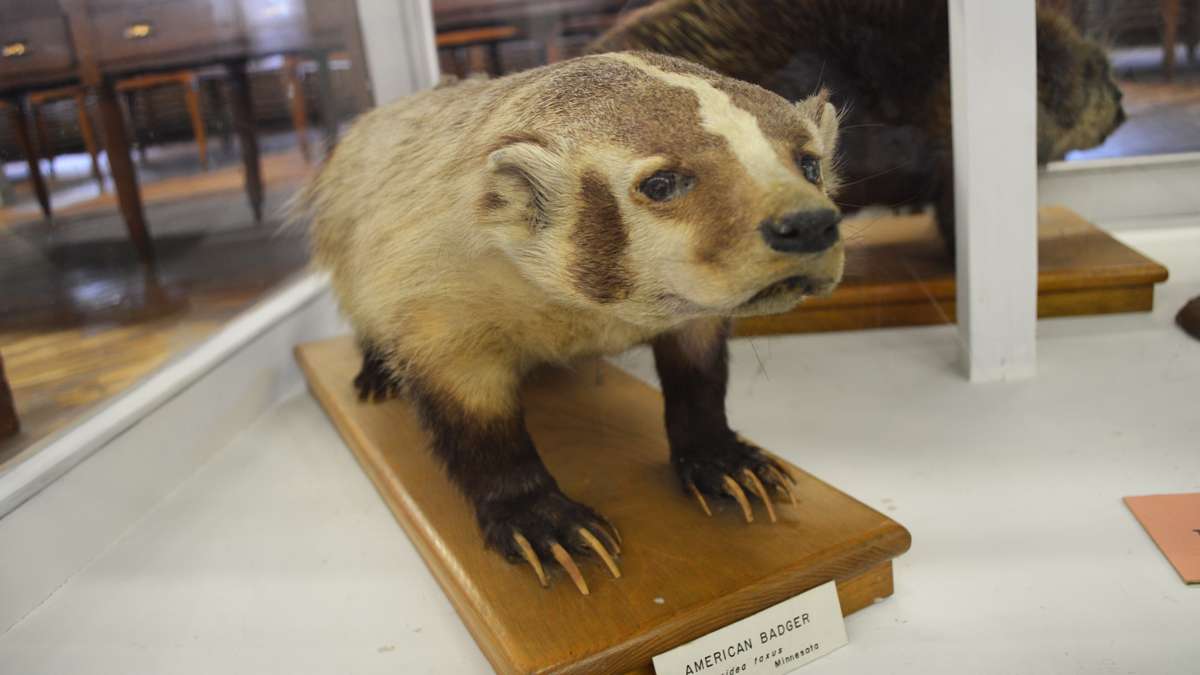 A stuffed American badger on display at the Wagner Free Institute of Science. (Paige Pfleger/WHYY) 