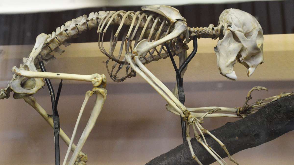 A skeleton on display at the Wagner Free Institute of Science. (Paige Pfleger/WHYY)