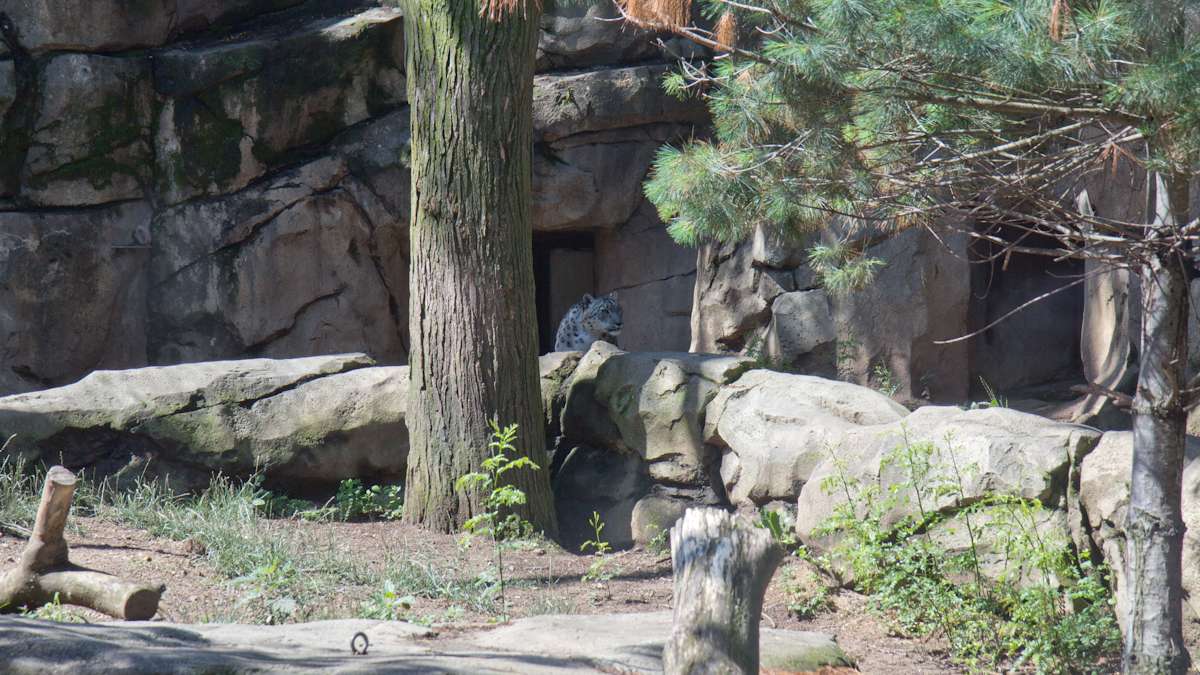 A snow leopard stalks its enclosure at the Philadelphia Zoo. There are fewer than 7,000 left in the wild.