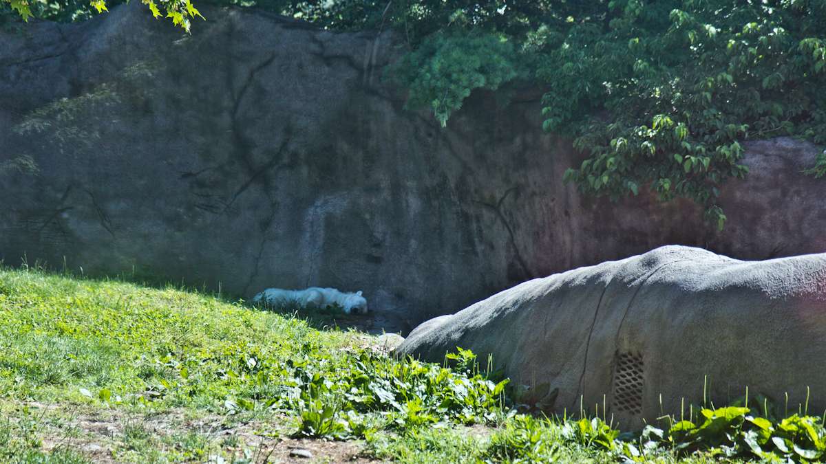 Coldilocks, a 36-year-old polar bear, naps in the shade at the Philadelphia Zoo.