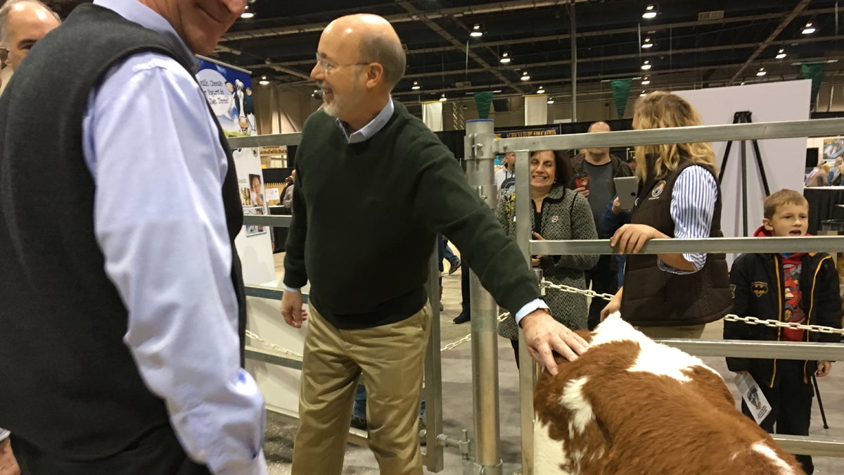  Governor Tom Wolf reaches to pat a cow. (Photo by Katie Meyer/WITF) 