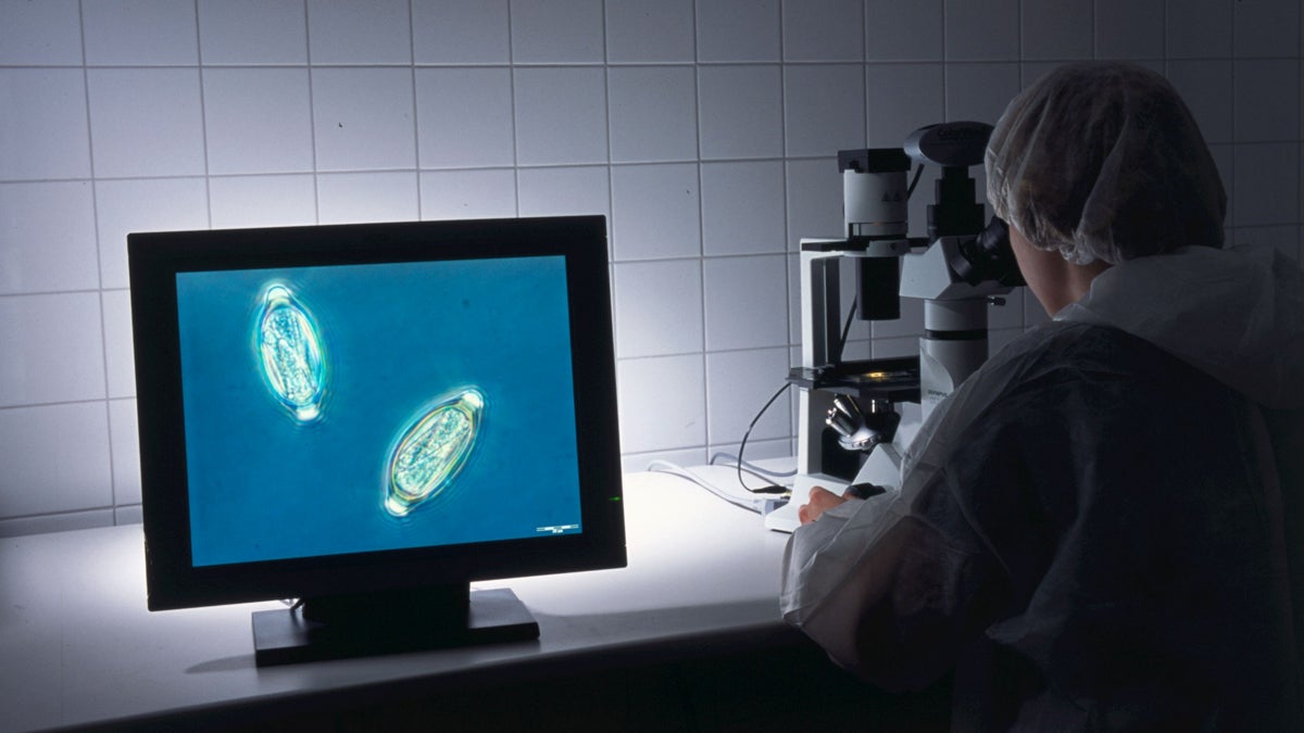  A technician looks at pig whipworm eggs through a microscope in the lab where they are produced and purified. (Photo courtesy of John Fleming, Detlev Goj) 