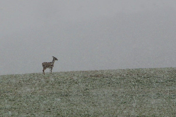 <p><p>A deer grazes in a snowy field in Millstone Township, N.J., as a nor'easter moves in. (Emma Lee/for NewsWorks)</p></p>
