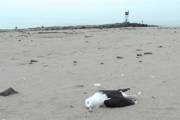 <p><p>An unfortunate casualty from one of the recent storms here in Belmar. (Alan Tu/WHYY)</p></p>
