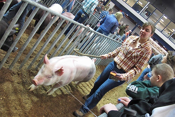 <p><p><span style="font-family: Tahoma;">Swine judging (Mary Wilson/for NewsWorks)</span></p></p>
