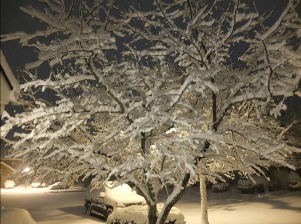 <p><p>Snow covered tree early Saturday 2/9/13 in Princeton, N.J. (Photo courtesy of Evelyn Tu)</p></p>
