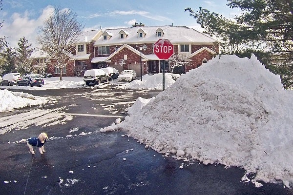 <p><p>Dog marvels at snowpile in Princeton. (Alan Tu/WHYY)</p></p>
