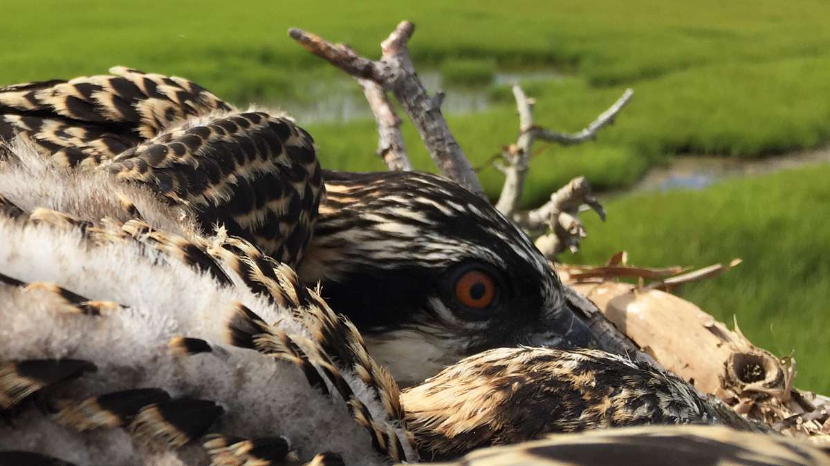 Two osprey chicks huddled together. (Justin Auciello for WHYY)